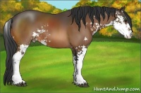 Horse Color:Bay Sabino