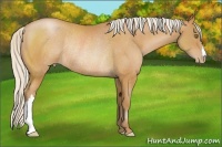 Horse Color:Silver Bay Pearl Rabicano