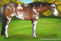 Horse Color:Bay Sabino 
