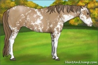 Horse Color:Black Pearl Sabino 
