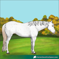 Horse Color:Bay Pearl Sabino Rabicano