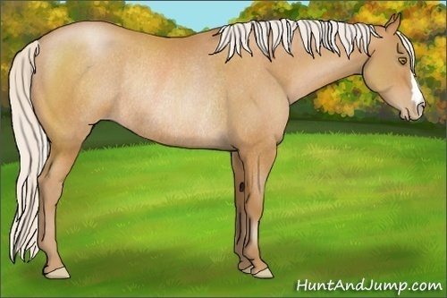 Horse Color:Silver Bay Pearl Rabicano 