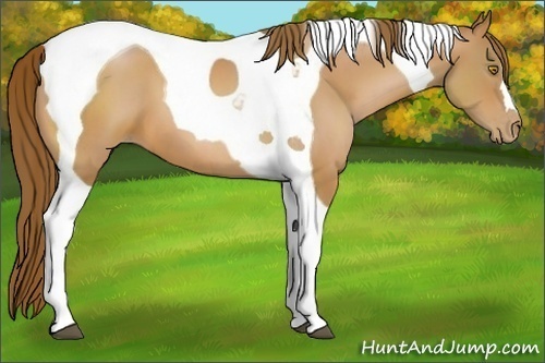 Horse Color:Bay Pearl Tobiano 