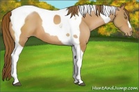 Horse Color:Bay Pearl Tobiano