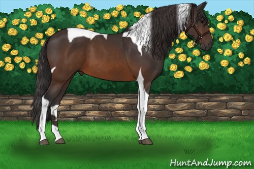 Horse Color:Buckskin Tobiano 