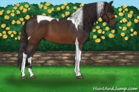Horse Color:Buckskin Tobiano 
