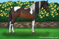 Horse Color:Brown Tobiano