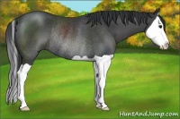 Horse Color:Black Splash Rabicano 