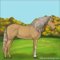 Horse Color:Palomino