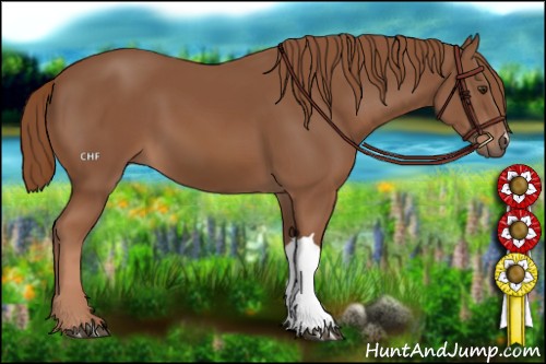 Horse Color:Chestnut 