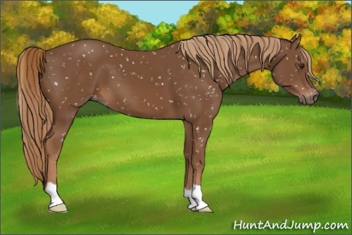Horse Color:Gray Chestnut Appaloosa 