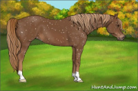 Horse Color:Gray Chestnut Appaloosa 