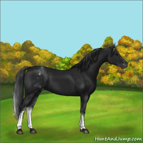 Horse Color:Gray White Spotted Black Varnish Rabicano