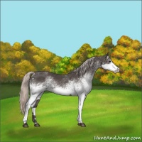 Horse Color:White Spotted Silver Black Rabicano