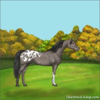 Horse Color:Grullo Appaloosa 