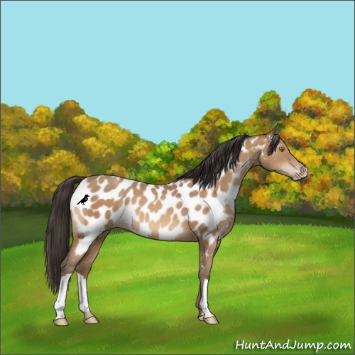 Horse Color:Sable Champagne Appaloosa