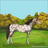 Horse Color:Sable Champagne Appaloosa 