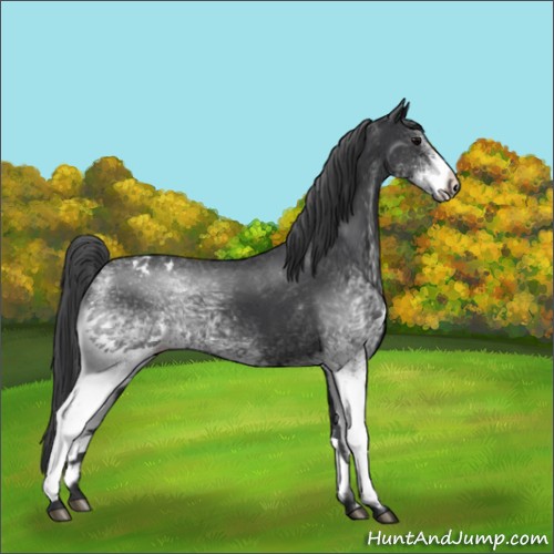 Horse Color:White Spotted Black Appaloosa 