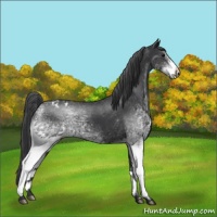 Horse Color:White Spotted Black Appaloosa 
