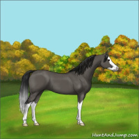 Horse Color:Gray Grullo Splash