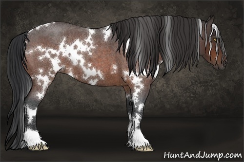 Horse Color:White Spotted Brown Roan