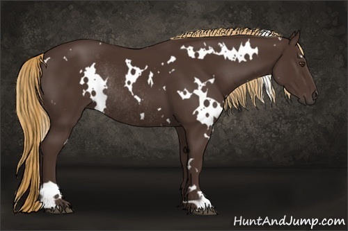 Horse Color:White Spotted Liver Chestnut Rabicano 