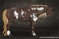 Horse Color:White Spotted Liver Chestnut Rabicano 