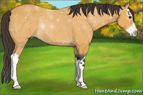 Horse Color:Buckskin Splash Rabicano