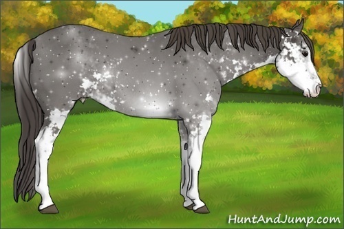 Horse Color:Smoky Black Sabino