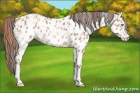Horse Color:Gold Champagne Appaloosa  and Amber Champagne Appaloosa 