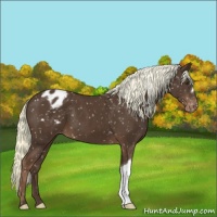 Horse Color:Liver Chestnut Appaloosa