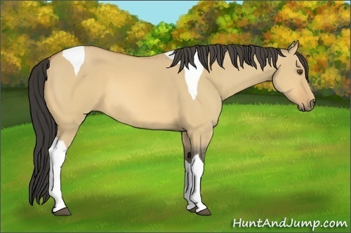 Horse Color:Buckskin Dun Tobiano