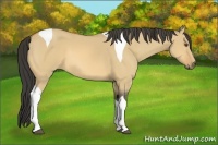 Horse Color:Buckskin Dun Tobiano