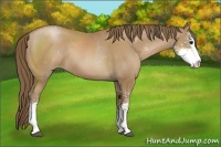 Horse Color:Black Pearl Sabino Rabicano