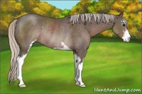 Horse Color:Silver Black Sabino Rabicano 