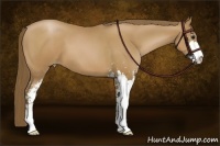 Horse Color:Black Pearl Sabino 