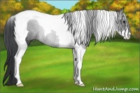 Horse Color:Black Sabino Tobiano Rabicano