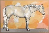 Horse Color:White Spotted Cremello 