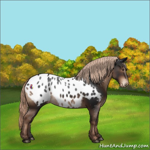 Horse Color:Liver Chestnut Appaloosa 