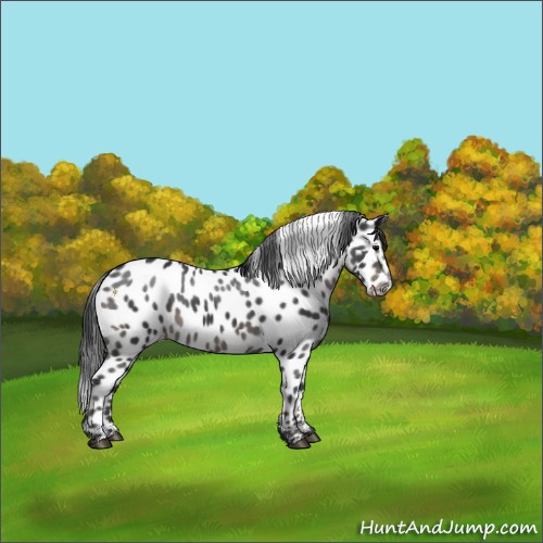 Horse Color:Black Appaloosa