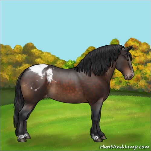 Horse Color:Brown Sabino Varnish