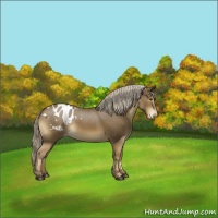 Horse Color:Chocolate Palomino Appaloosa 