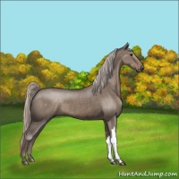 Horse Color:Silver Grullo 