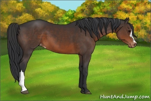 Horse Color:Brown Appaloosa