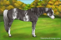 Horse Color:White Spotted Smoky Black Varnish 