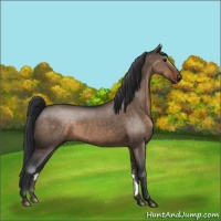 Horse Color:Brown Dun Rabicano 