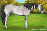 Horse Color:Blue Onyx Ice Roan 