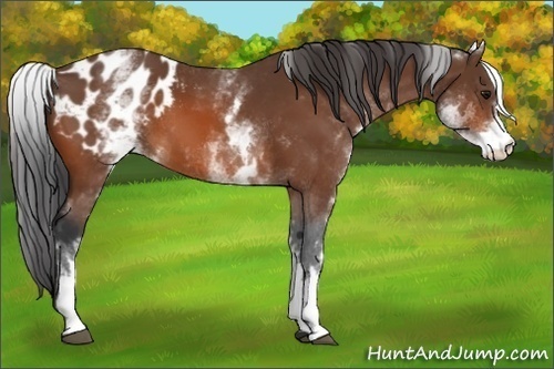 Horse Color:White Spotted Bay Blanket