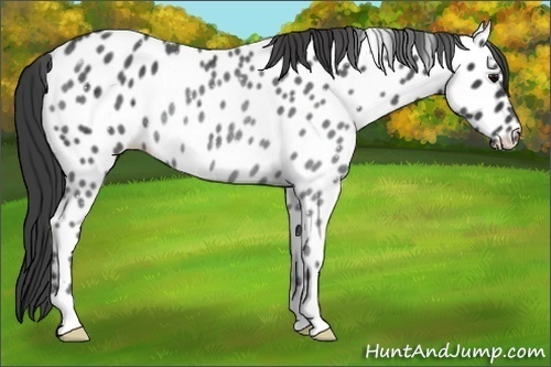 Horse Color:Black Appaloosa Rabicano 