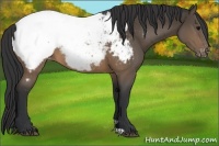 Horse Color:Brown Appaloosa Rabicano